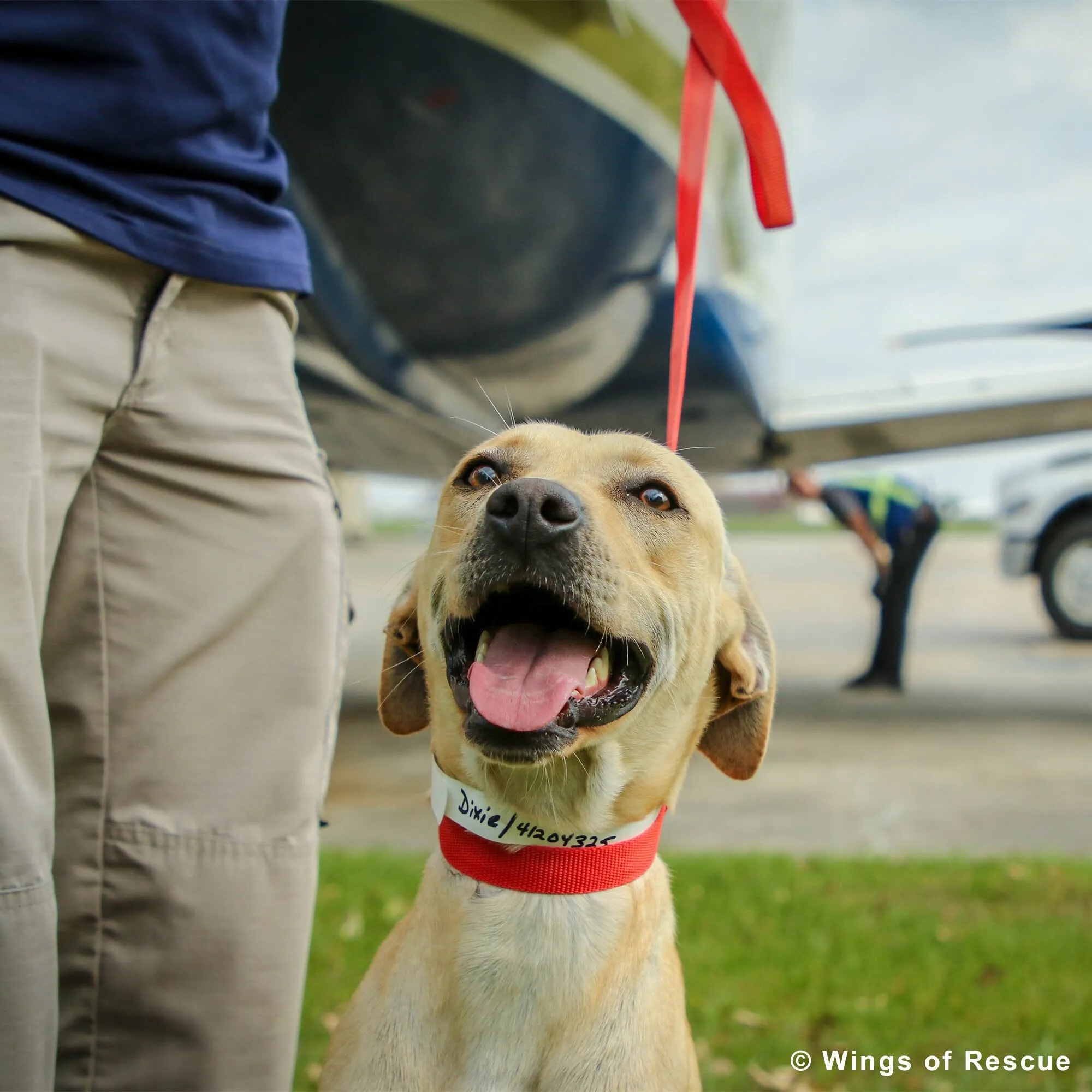 Adoption Kits for Pets To Have a Better Life