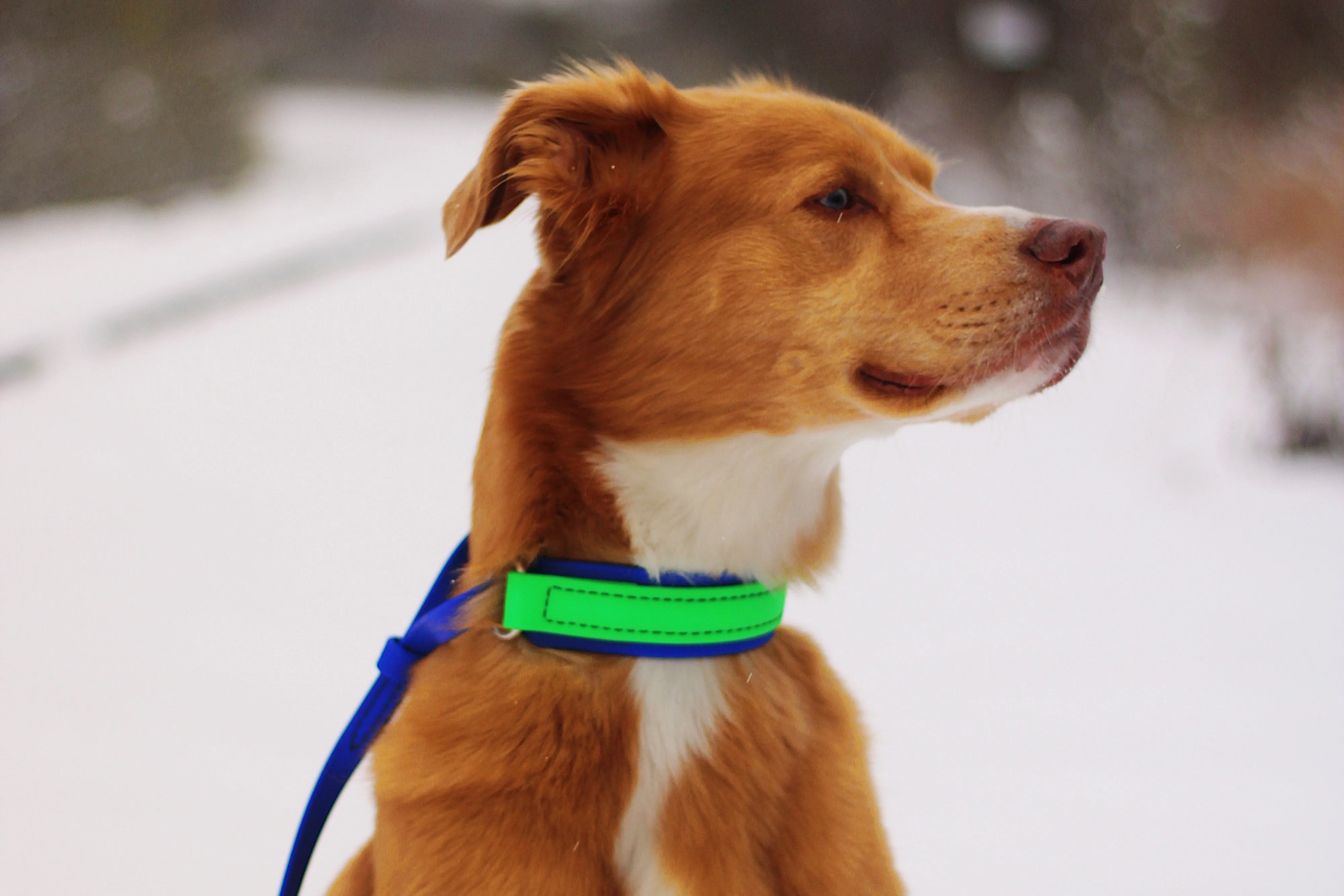 BioThane Sighthound Style Two Tone Martingale Leash