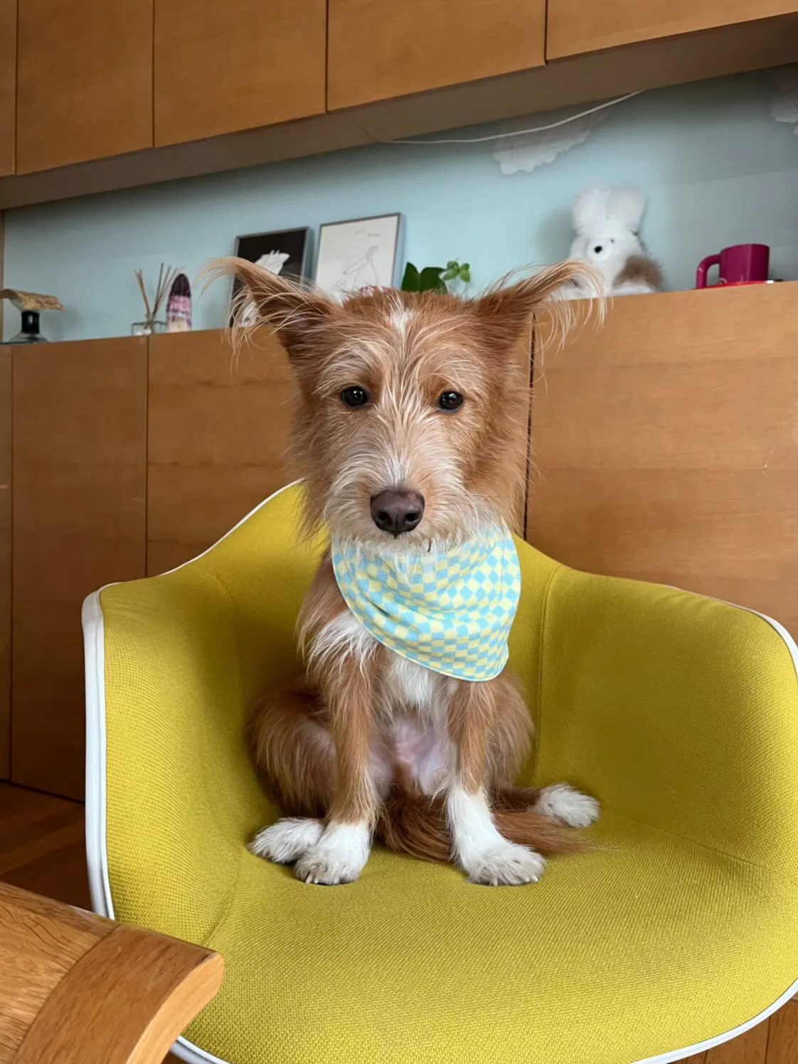 Calm and Collected Bandana