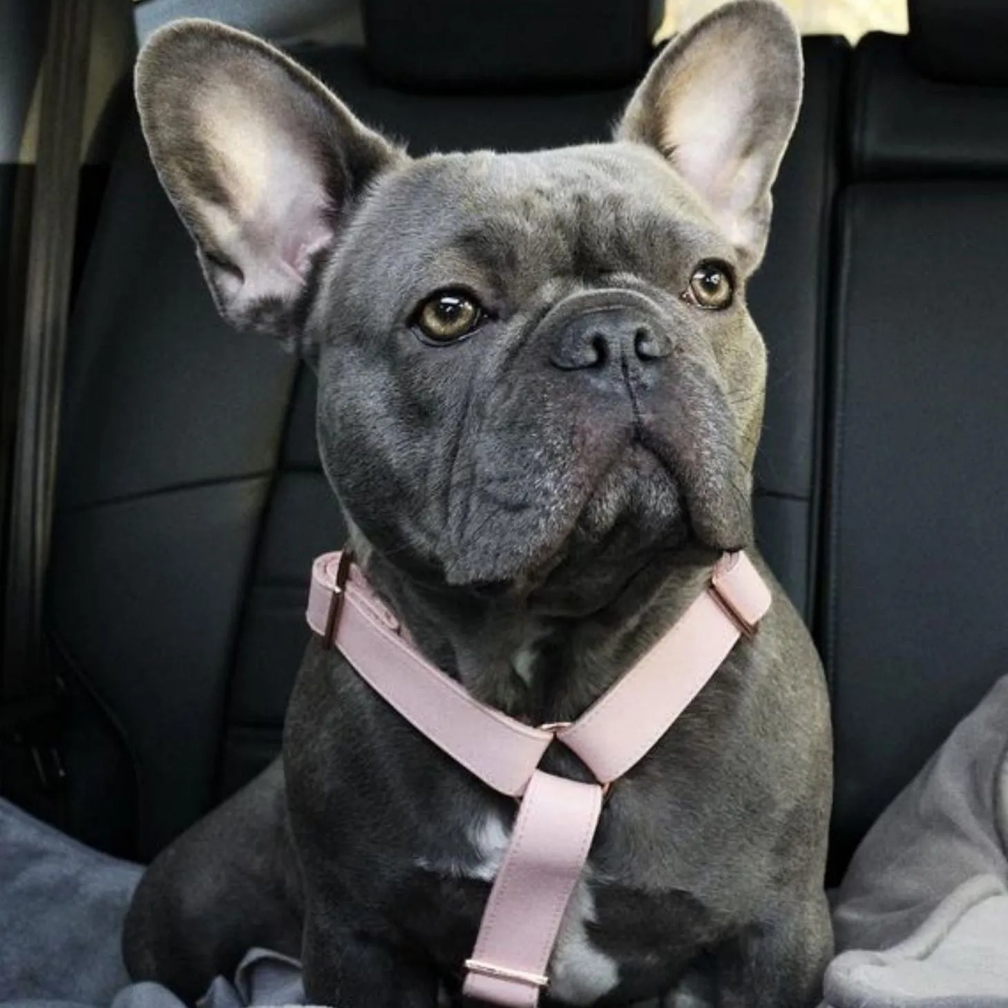 Candy Pink Harness