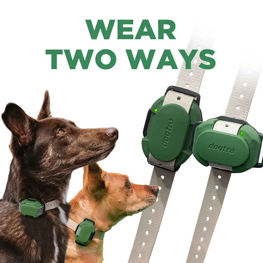 Dogtra CUE E-Collar System