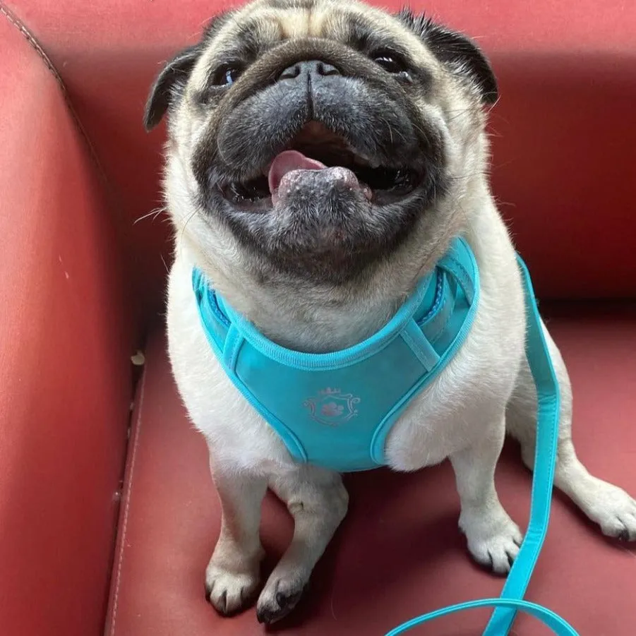 Icy Blue Harness