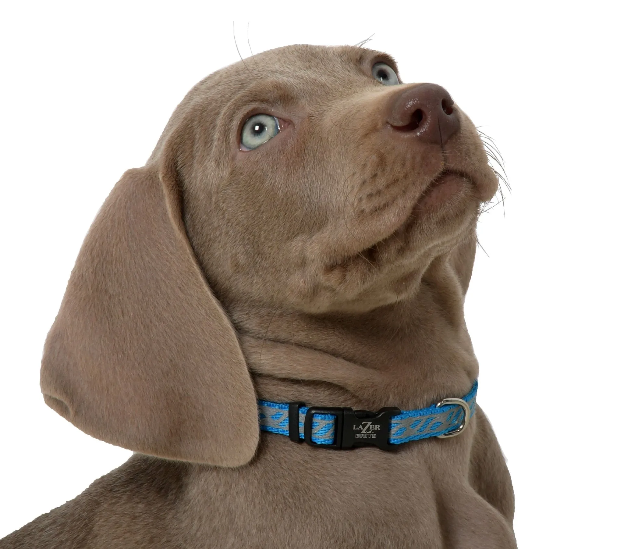 Lazer Brite Dog Collar, 8-12" x 3/8"