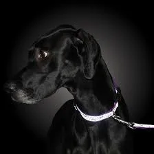 Lazer Brite Dog Collar, 8-12" x 3/8"