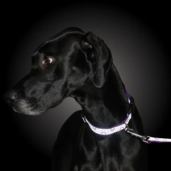 Lazer Brite Reflective Dog Collar - Blue