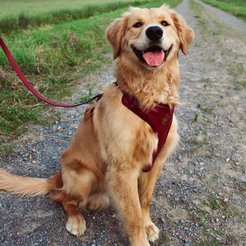 Maple Leaf Harness