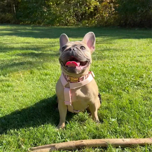 Pumpkin Harness