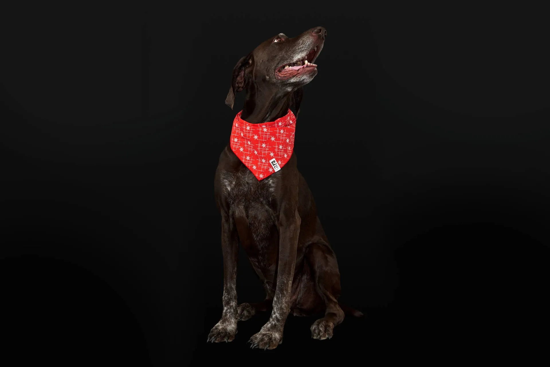 RC Pets Flare Reflective Bandana in Stargazer Goji Berry