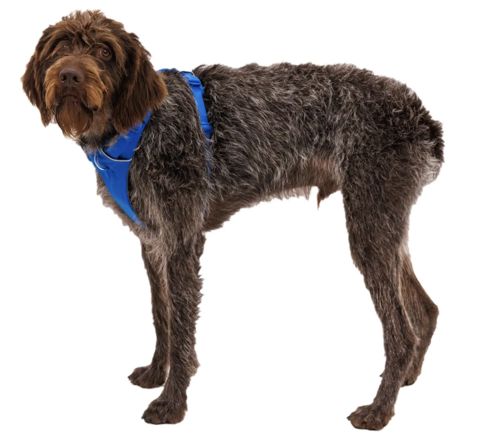 Ruffwear Front Range Harness Blue Pool